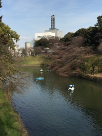 千鳥ヶ淵桜　3.25.jpg